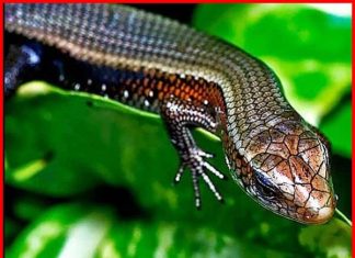 Thấy con rắn mối lại dễ xuất hiện con số gì dễ trúng nhất