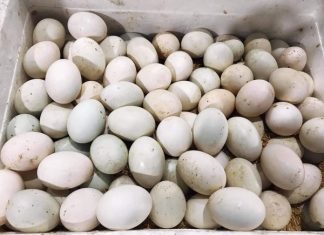 Nhìn thấy ăn trứng vịt báo hiệu điều gì chọn số gì may mắn