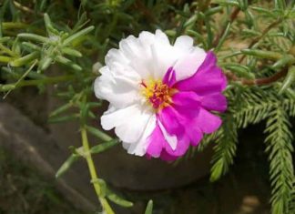 Đi đường thấy hoa mười giờ có ý nghĩa gì con số gì may mắn Đi đường thấy hoa mười giờ có ý nghĩa gì con số gì may mắn