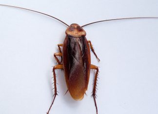 Nhìn thấy con gián có phải điềm báo tiền vàng bội thu?