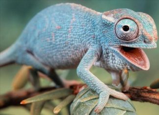 Nhìn thấy con tắc kè là điềm gì? Có phải điềm báo phú quý đến?