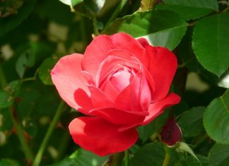 Luận giải ý nghĩa trông thấy hoa màu đỏ báo điềm gì? Luận giải ý nghĩa đi đường thấy hoa màu đỏ báo điềm gì, may hay rủi?