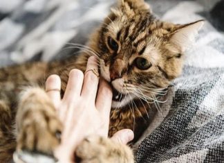 Bắt gặp thấy mèo cắn có ý nghĩa gì con số gì may mắn