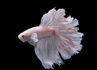 Tìm hiểu ý nghĩa điềm báo bắt gặp cá trắng là lành hay dữ? Tìm hiểu ý nghĩa điềm báo bắt gặp cá trắng là lành hay dữ?