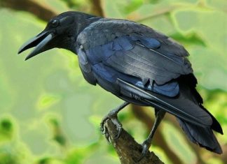 Đi đường gặp con quạ dự báo điềm gì? Báo điềm hên hay xui? Đi đường gặp con quạ dự báo điềm gì? Báo điềm hên hay xui?