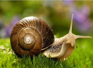 Ốc sên bò vào nhà có phải vận may sắp đến? Điềm báo khi ốc sên bò vào nhà