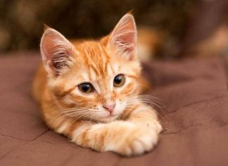 Bắt gặp mèo vàng trên đường - Điềm báo phúc lành hay xui xẻo ập đến?