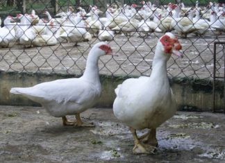 Đi đường thấy con ngỗng cho thấy tín hiệu gì trong cuộc sống?