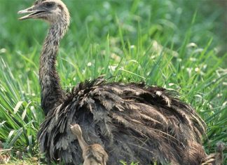 Đi đường thấy đà điểu có ý nghĩa gì đặc biệt?