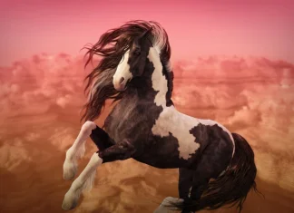 Đi đường bắt gặp con ngựa là tín hiệu cho tự do hay khó khăn? Đi đường bắt gặp con ngựa là tín hiệu cho tự do hay khó khăn?