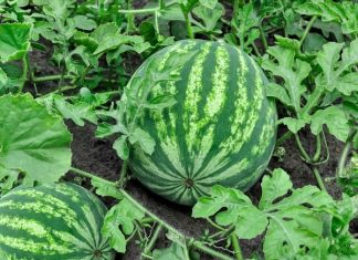 Gặp quả dưa hấu trên đường báo hiệu may mắn gõ cửa?