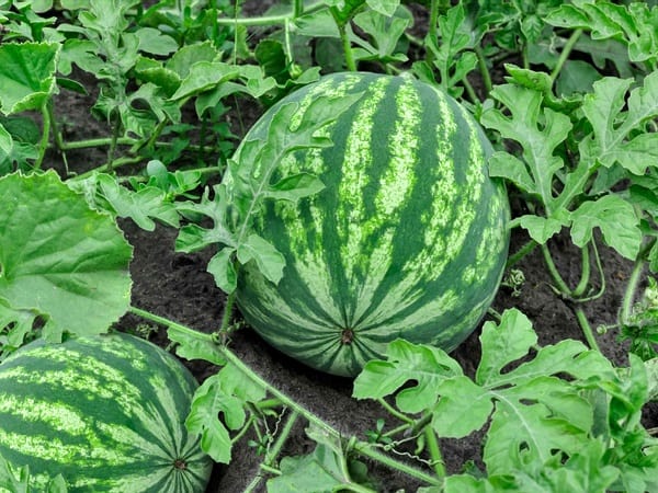 Gặp quả dưa hấu trên đường báo hiệu may mắn gõ cửa?