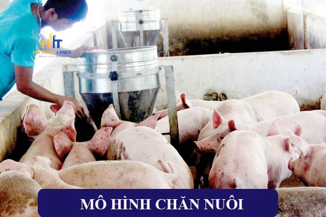 Mô hình chăn nuôi