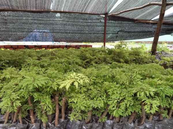 Hướng dẫn kỹ thuật trồng cây đinh lăng hiệu quả