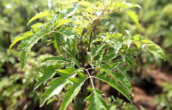 Trà lá đinh lăng giúp thanh lọc cơ thể