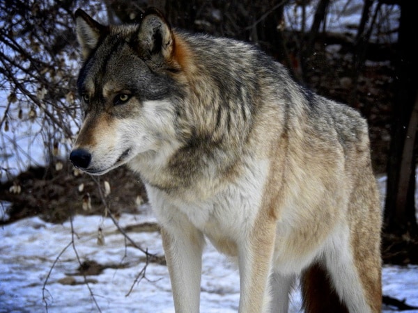 Khám phá nằm mơ thấy chó sói là điềm gì, tốt hay xấu?