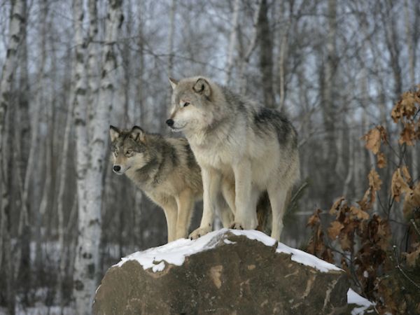 Giải mã nằm mơ thấy chó sói đánh con gì, số mấy may mắn?