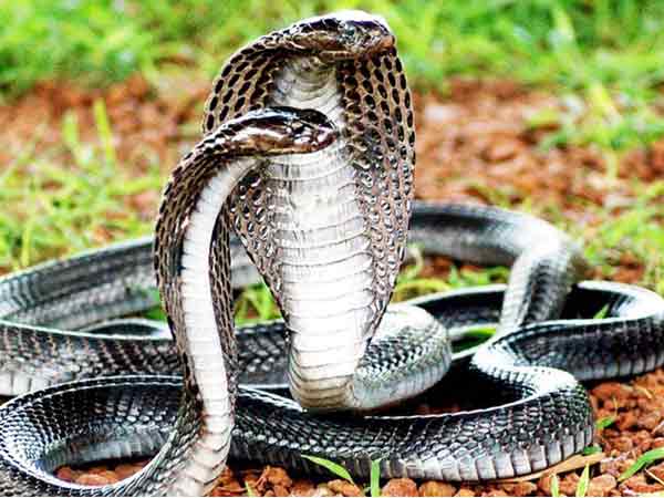 Nằm mơ thấy 3 con rắn là điềm gì may mắn hay xui xẻo Nằm mơ thấy 3 con rắn là điềm gì may mắn hay xui xẻo