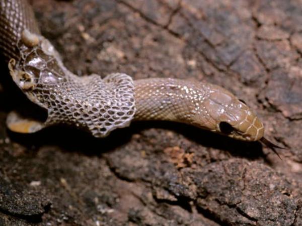 Luận giải ý nghĩa giấc mơ thấy rắn lột xác chung chung