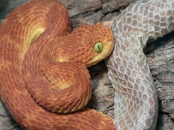 Phân tích ý nghĩa giấc mơ thấy rắn lột xác là điềm gì?