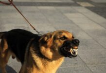 Luận giải thông điệp nằm mơ thấy chó dữ là điềm gì? Giải mã nằm mơ thấy chó dữ đánh con gì may mắn?