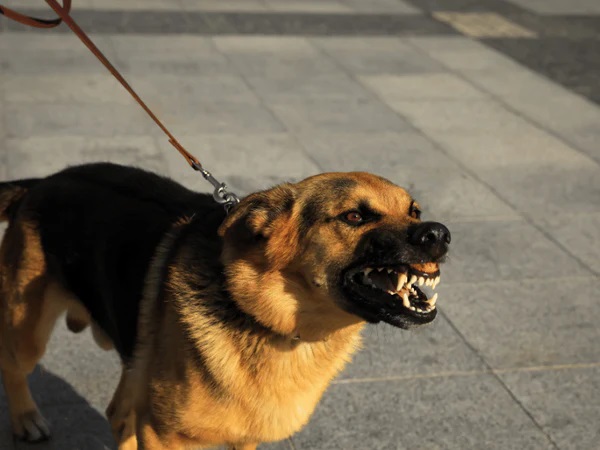 Giải mã nằm mơ thấy chó dữ đánh con gì may mắn?