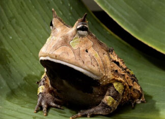 Nằm mơ thấy cóc có số gì may mắn mang ý nghĩa gì Nằm mơ thấy cóc có số gì may mắn mang ý nghĩa gì