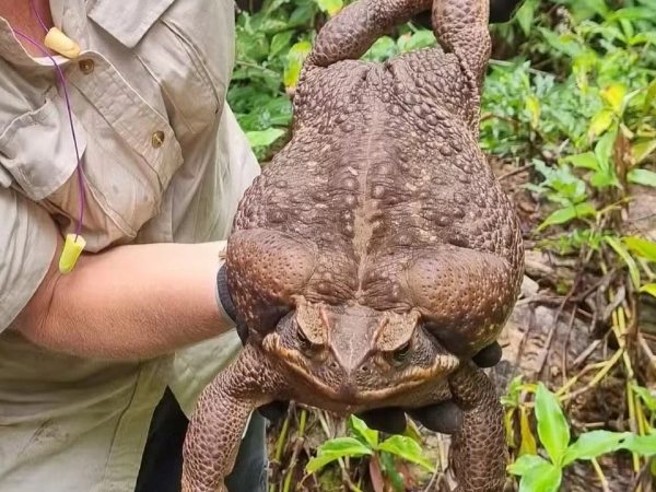 Nằm mơ thấy cóc có số gì may mắn mang ý nghĩa gì Nằm mơ thấy cóc có số gì may mắn mang ý nghĩa gì