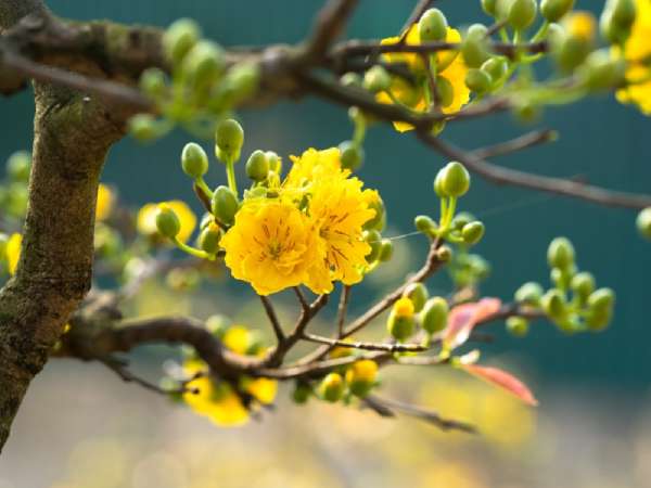 Chiêm bao thấy trồng hoa mai