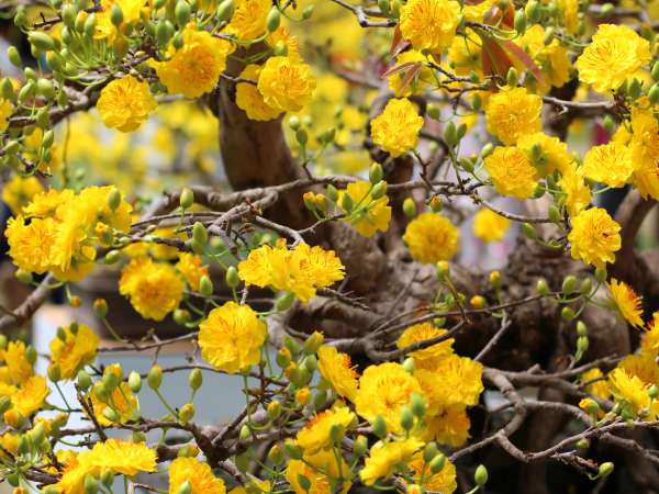 Phân tích ý nghĩa giấc mơ thấy hoa mai là điềm gì?