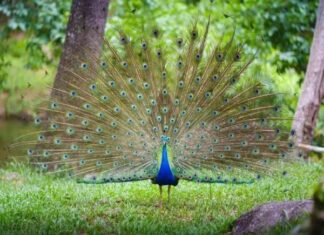 Giải mã nằm mơ thấy chim công là điềm báo gì cực hiếm?