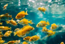 Mơ thấy đàn cá là điềm gì ý nghĩa và con số may mắn