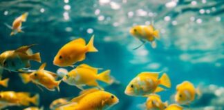 Mơ thấy đàn cá là điềm gì ý nghĩa và con số may mắn