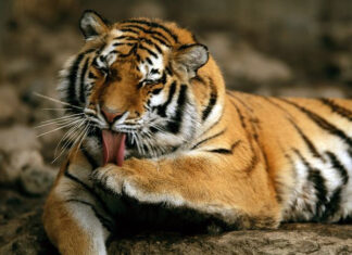 Nằm mơ thấy hổ đuổi có con gì phát lộc mang ý nghĩa gì