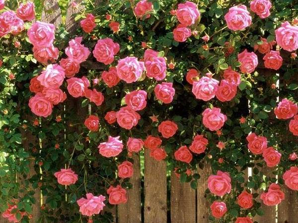 Nằm mơ thấy hoa nở là điềm gì, chọn con gì số gì đẹp nhất?