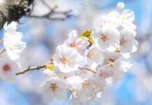 Nằm mơ thấy hoa nở là điềm gì, chọn con gì số gì đẹp? Nằm mơ thấy hoa nở là điềm gì, chọn con gì số gì đẹp nhất?