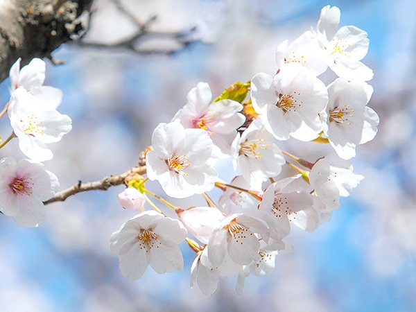 Nằm mơ thấy hoa nở là điềm gì, chọn con gì số gì đẹp nhất?