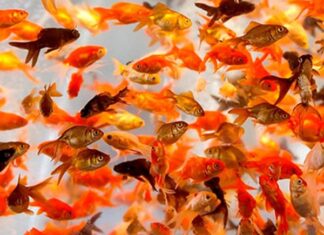 mơ thấy nhiều cá