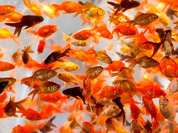 Ý nghĩa chung khi nằm mơ thấy nhiều cá