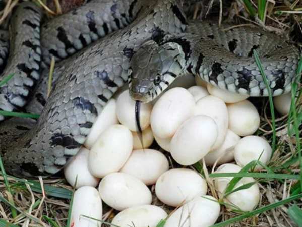 Ý Nghĩa Chung Khi Mơ Thấy Trứng Rắn