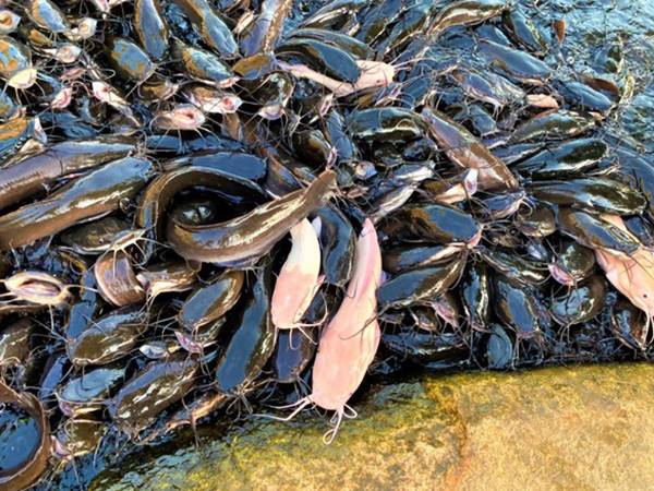 Mơ thấy bắt được nhiều cá