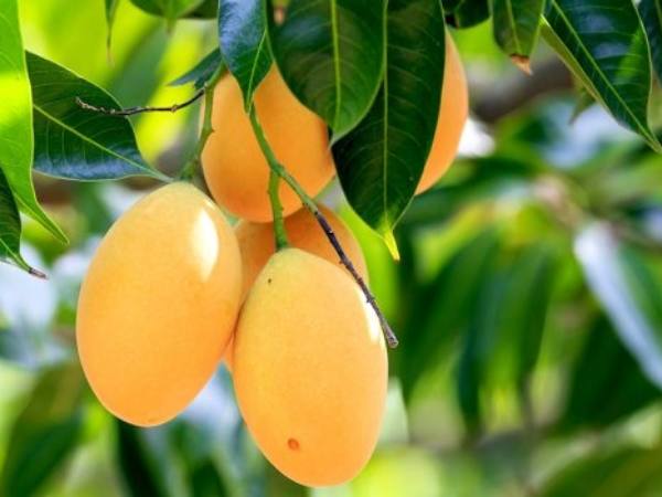 Nằm mơ thấy hái xoài chín chứa điều gì bí ẩn, cần lưu ý gì