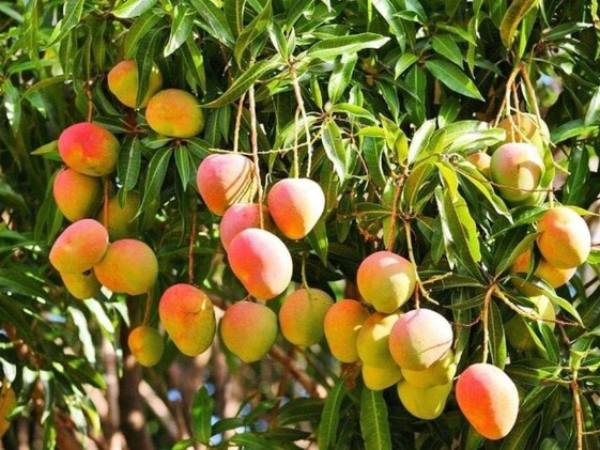 Chiêm bao thấy hái xoài rất nhiều