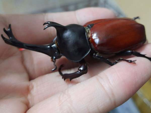 Cách áp dụng con số bọ hung