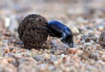 Bọ hung số mấy