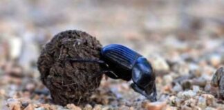 Bọ hung số mấy