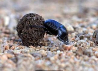 Bọ hung số mấy