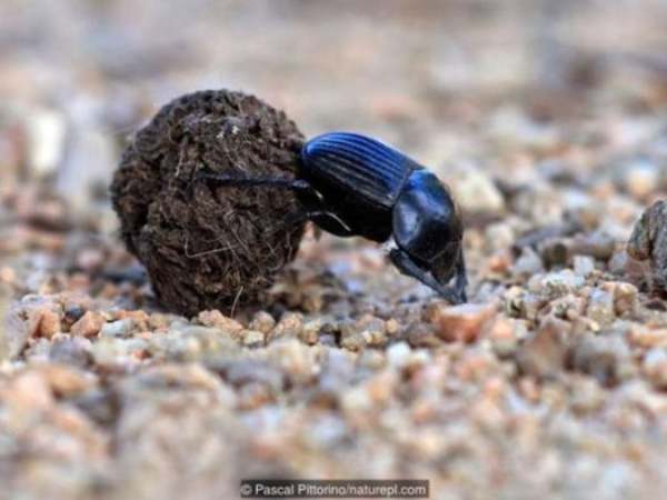 Bật mí con bọ hung số mấy hôm nay và mẹo chọn số chuẩn xác