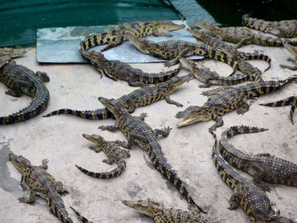 Nhóm con số phổ biến liên quan đến cá sấu