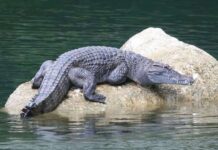 cá sấu số mấy